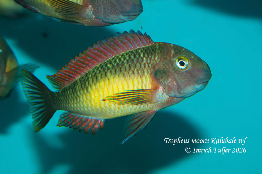 Tropheus moorii Kalubale – cichlida z jazera Tanganika